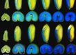 Dissecting Conserved cis-regulatory Modules of Glu-1 Promoters