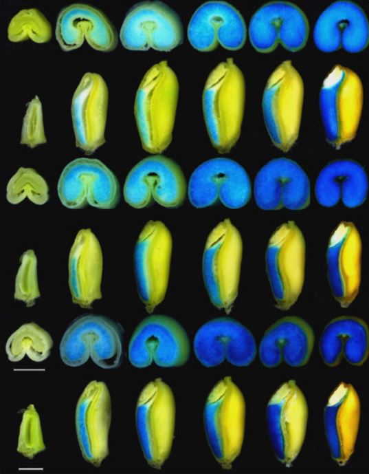 Dissecting Conserved cis-regulatory Modules of Glu-1 Promoters