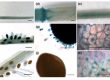 β‐glucuronidase Staining of Plant Tissues