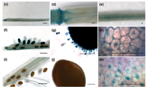 β‐glucuronidase Staining of Plant Tissues